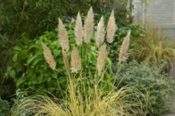 Cortaderia Selloana 'Splendid Star' C2 Cm