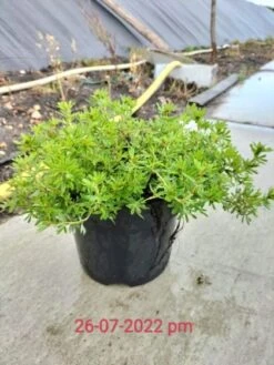 Potentilla Fruticosa Marian Red Robin C3 25-30 Cm