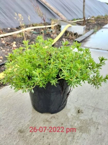 Potentilla Fruticosa Marian Red Robin C3 25-30 Cm 1 Potentilla Fruticosa Marian Red Robin C3 25-30 Cm