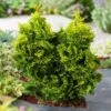 Chamaecyparis Obtusa 'Aurora' C7.5 25-30 Cm