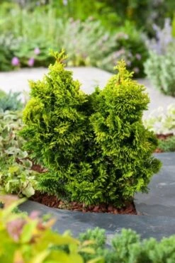 Chamaecyparis Obtusa 'Aurora' C3 20-25 Cm