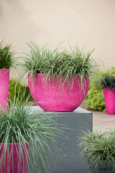 Carex Oshimensis Everest C2 20-25 Cm 1 Carex Oshimensis Everest C2 20-25 Cm