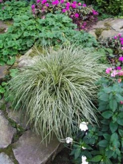 Carex Morrowii 'Variegata' P9 Cm
