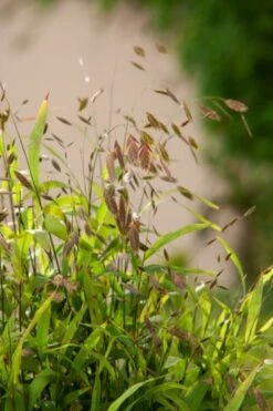 Chasmanthium Latifolium P9 Cm