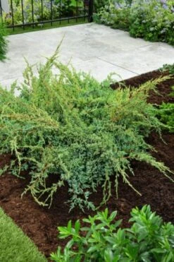 Juniperus Squamata 'Holger' C2 20-25 Cm