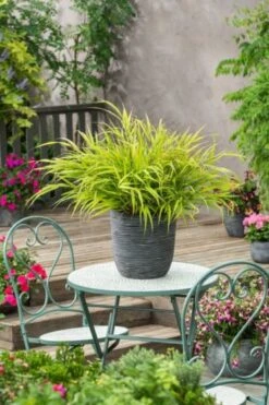 Hakonechloa Macra 'Beni-kaze' P9 Cm