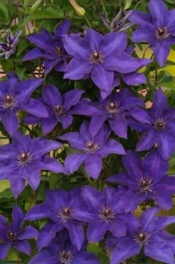 Clematis 'The President' C2 60-70 Cm
