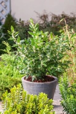 Sarcococca Confusa C2 20-25 Cm