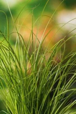 Carex Testacea P9 Cm