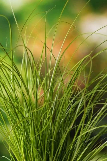 Carex Testacea P9 Cm 1 Carex Testacea P9 Cm