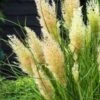 Cortaderia Selloana Tiny Pampa C3 Cm