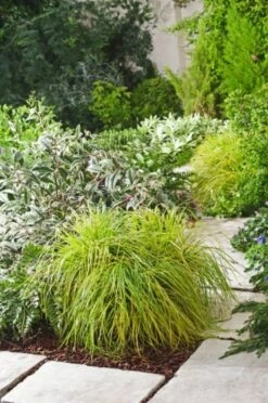 Carex Oshimensis 'Everillo' C5