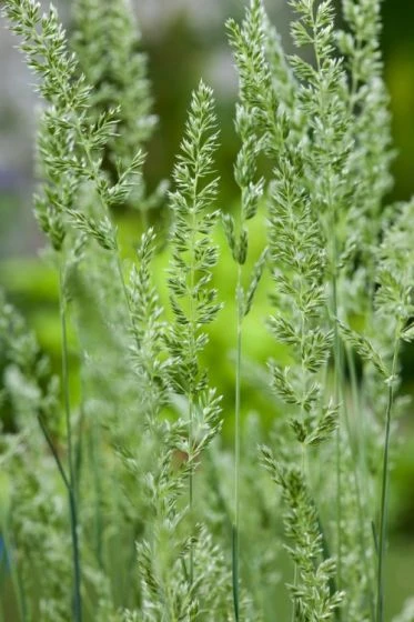 Koeleria Glauca C2 Cm 1 Koeleria Glauca C2 Cm