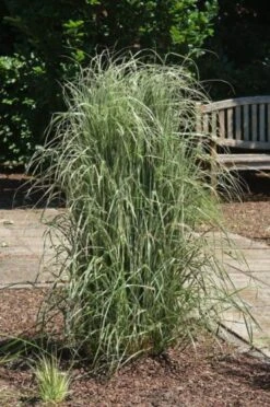 Calamagrostis Acutiflora 'Avalanche' P9 Cm