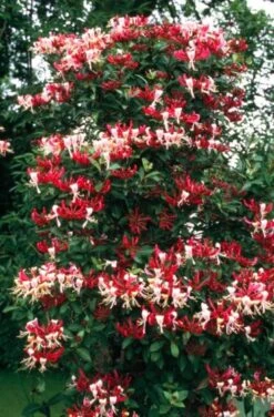 Lonicera Periclymenum 'Serotina' C2 60-80 Cm