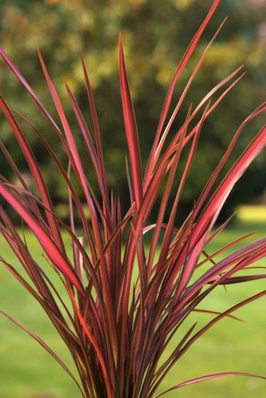 Phormium 'Evening Glow' C7.5 Cm 2 Phormium 'Evening Glow' C7.5 Cm - Afbeelding 2