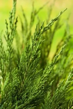 Juniperus Pfitzeriana 'Gold Coast' C3.5 25-30 Cm