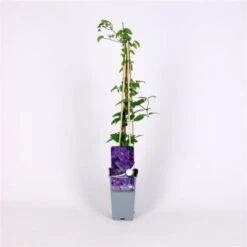 Clematis 'Ashva' C2 60-70 Cm 5 Clematis 'Ashva' C2 60-70 Cm -Tuinbenodigdheden Verkoop 2024 17541TB3 7773