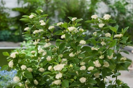Cornus Sericea 'Flaviramea' C10 80-100 Cm 1 Cornus Sericea 'Flaviramea' C10 80-100 Cm