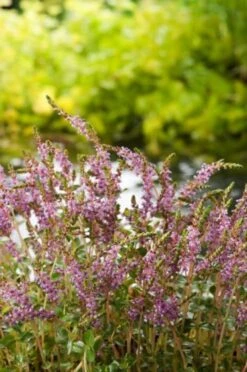 Rotala Indica M11 Cm