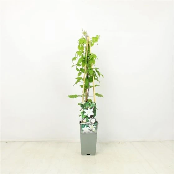 Clematis 'Gladys Picard' C2 60-70 Cm 2 Clematis 'Gladys Picard' C2 60-70 Cm - Afbeelding 2