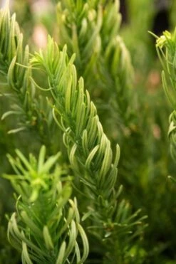 Cephalotaxus Harringtonii 'Duke Gardens' C3_5 40_50_CM