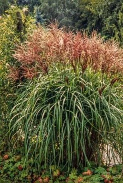Miscanthus Sinensis C2 Cm