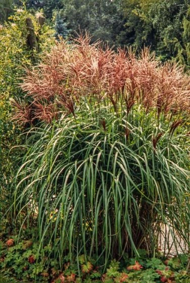Miscanthus Sinensis C2 Cm 1 Miscanthus Sinensis C2 Cm