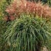 Miscanthus Sinensis P9 Cm