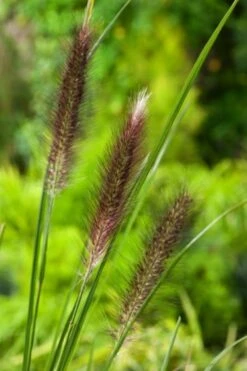 Pennisetum Alopecuroides Viridescens C2 Cm