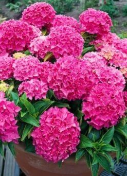 Hydrangea Macrophylla 'Tovelit' C3.5 20-25 Cm