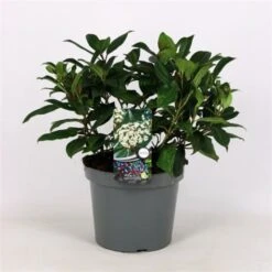 Viburnum Davidii C7.5 30-40 Cm 5 Viburnum Davidii C7.5 30-40 Cm -Tuinbenodigdheden Verkoop 2024 1AHALZA6 a92f