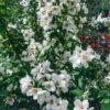 Philadelphus 'Belle Etoile' C5 40-50 Cm