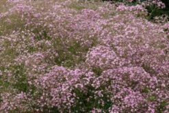 Gypsophila Paniculata Bol Cm 25 Stuks