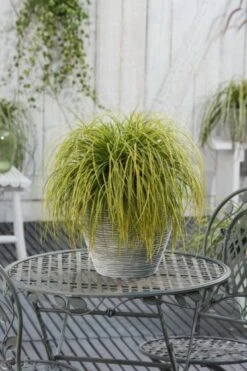Carex Oshimensis 'Eversheen' C2 Cm