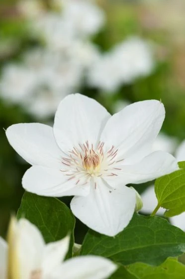 Clematis 'Mrs George Jackman' C2 60-70 Cm 1 Clematis 'Mrs George Jackman' C2 60-70 Cm