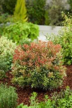 Pieris Japonica 'Little Heath' C3 25-30 Cm