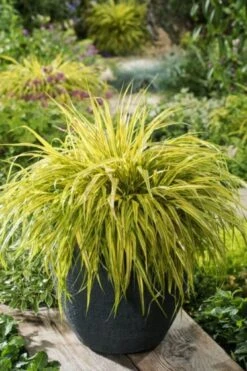 Hakonechloa Macra 'Naomi' P9 Cm