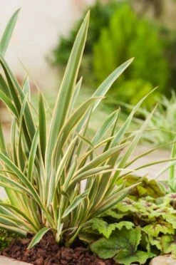 Phormium 'Duet' C7.5 Cm -Tuinbenodigdheden Verkoop 2024 1CW1LN9G a9f4