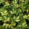 Hedera Helix 'Kolibri' C2 60-80 Cm