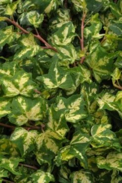 Hedera Helix 'Kolibri' C2 60-80 Cm