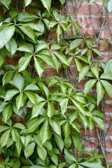 Parthenocissus Quinquefolia Engelmannii C5 150-175 Cm 1 Parthenocissus Quinquefolia Engelmannii C5 150-175 Cm