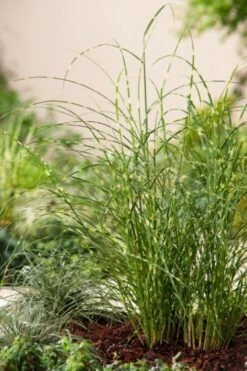 Miscanthus Sinensis 'Little Zebra' C2 Cm