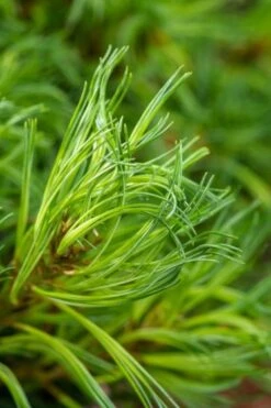 Pinus Strobus 'Tiny Kurls' C10 40-50 Cm