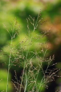 Panicum Virgatum 'Heavy Metal' C1.5 Cm