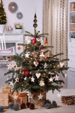 Picea Pungens Glauca C3 30-40 Cm