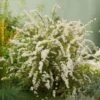 Spiraea Cinerea 'Grefsheim' C2 40-60 Cm