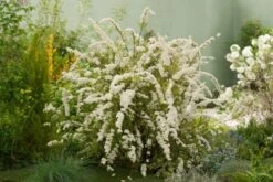 Spiraea Cinerea 'Grefsheim' C2 40-60 Cm
