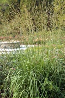 Molinia Arundinacea 'Windspiel' P9 Cm