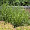 Miscanthus Sinensis 'Zebrinus' P9 Cm